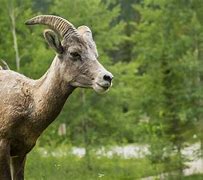 Image result for Wildlife in Banff