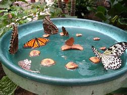 Image result for Butterfly Feeder