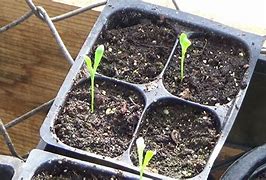 Image result for Daisy Seedlings