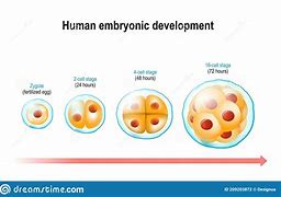 Image result for Embryonic Cell Division