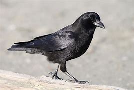 Image result for Bird Toobs with Crows