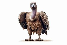 Image result for Cute Vulture