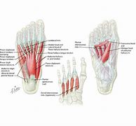 Image result for Plantar Foot Muscles