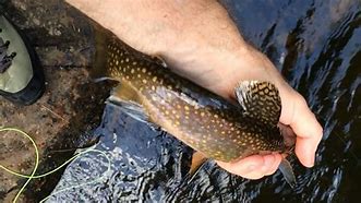 Image result for Pennsylvania Brook Trout