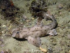 Image result for Horn Shark