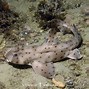 Image result for Horn Shark