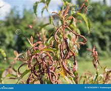 Image result for Identify Tree Disease Leaf Peach