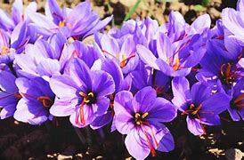 Image result for Growing Saffron