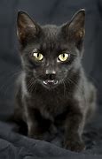 Image result for Black Scaredy Cat