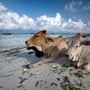 Image result for Cows in Zanzibar