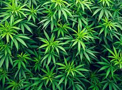 Image result for Weed Backgrounds For Laptop