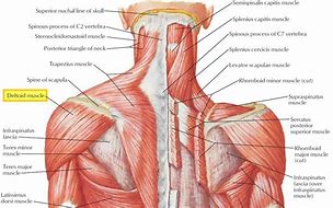 Image result for Deltoid Muscle Posterior View