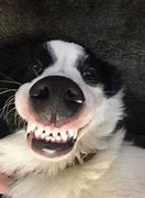 Image result for Smiling Doggo Low Resolution