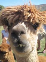 Image result for Ugly Alpaca