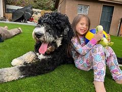 Image result for Large Bernedoodle