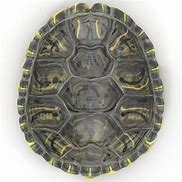 Image result for Turtle Shell STL