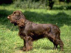 Image result for Brown English Cocker Spaniel