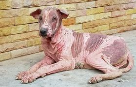 Image result for Mange On Human Skin