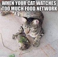 Image result for Cat Memes Funny Clean Work