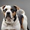 Image result for Dogo Amstaff Mix