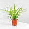 Image result for Do Spider Plants Flower