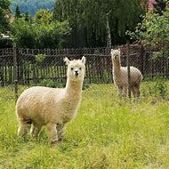 Image result for Llama Pasture