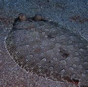 Image result for Flatfish Species