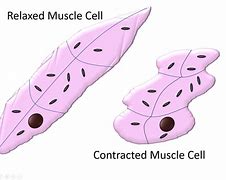 Image result for Muscle Cell Diagram GCSE