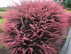 Image result for Landscape Shrubs and Bushes