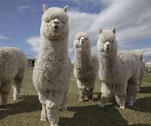 Image result for Emo Alpaca