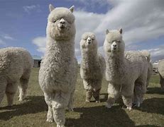 Image result for Alpaca Animals Facts