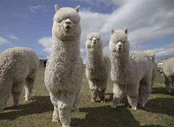 Image result for Purple Alpaca