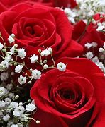 Image result for Red Roses Merry Christmas