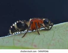 Image result for Red Velvet Ant