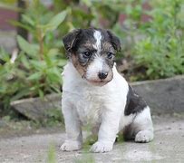 Image result for Baby Fox Terrier