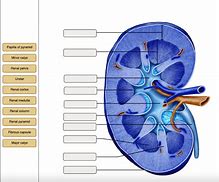 Image result for Renal Medulla Pyramid