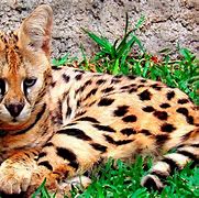 Image result for Serval Pictures