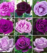 Image result for Purple Rose Variety