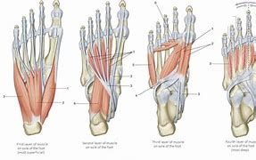 Image result for Plantar Foot Muscles