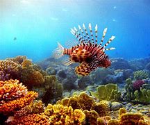 Image result for Lionfish Habitat