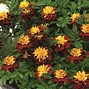 Image result for Good Morning Marigold Flowers