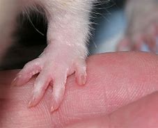 Image result for Hand Rat Mubark