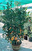 Image result for Mandarin Citrus