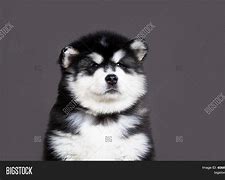 Image result for Black Malamute