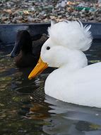 Image result for Fluffy Duck