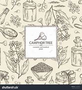 Image result for Camphor Tree Leaves Vector