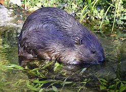 Image result for Sequoia National Park Animals