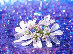 Image result for Flower Bokeh