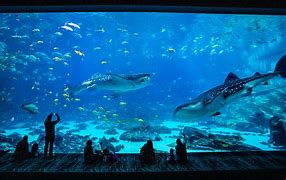 Image result for Aquario De Atlanta