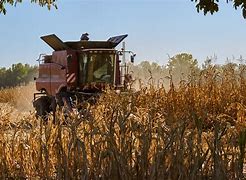 Image result for Corn Harvest Pictures